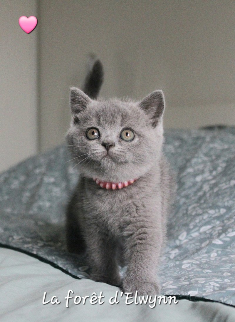 Winnie Femelle British Shorthair