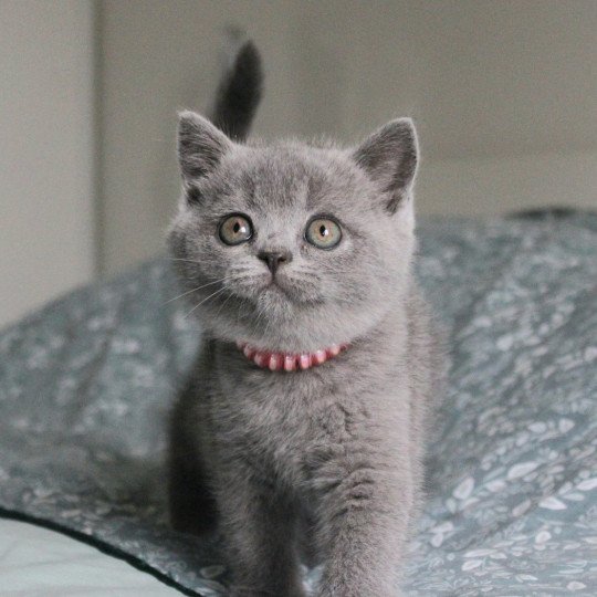 Winnie Femelle British Shorthair