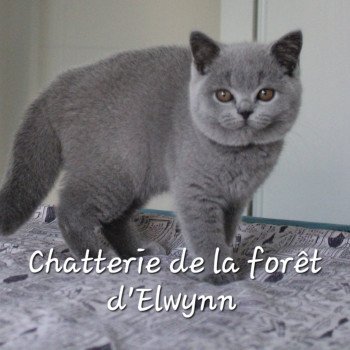 chaton British Shorthair blue Zélie Chatterie de la forêt d'elwynn