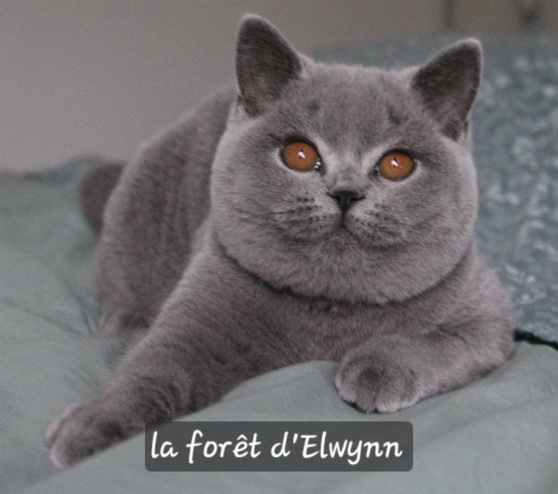 Zélie Femelle British Shorthair