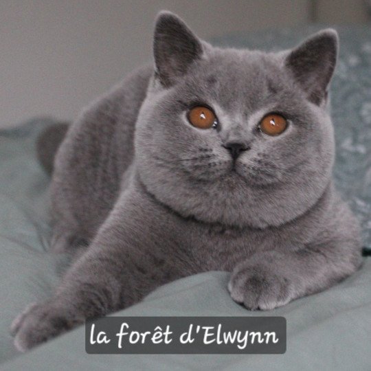 Zélie Femelle British Shorthair