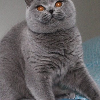 chat British Shorthair blue Zélie Chatterie de la forêt d'elwynn