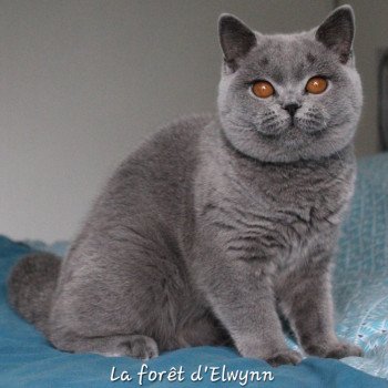 chat British Shorthair blue Zélie Chatterie de la forêt d'elwynn