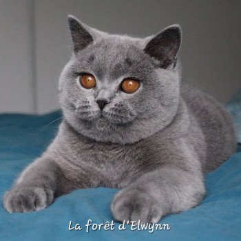 chat British Shorthair blue Zélie Chatterie de la forêt d'elwynn