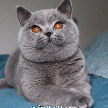 chat British Shorthair blue Zélie Chatterie de la forêt d'elwynn