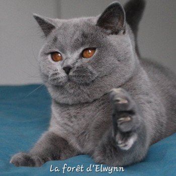 chat British Shorthair blue Zélie Chatterie de la forêt d'elwynn