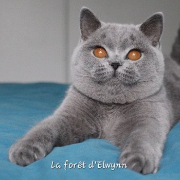 chat British Shorthair blue Zélie Chatterie de la forêt d'elwynn