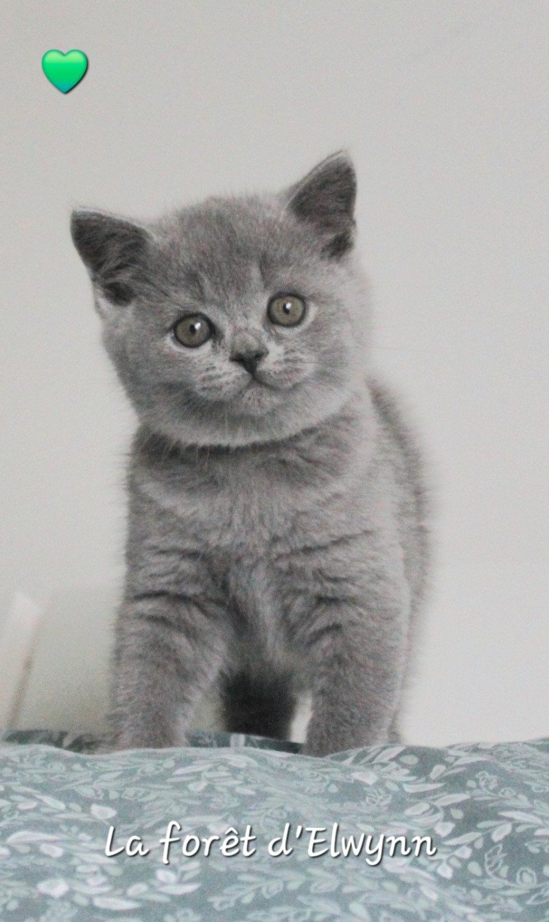 Zazou de la forêt d'elwynn Mâle British Shorthair