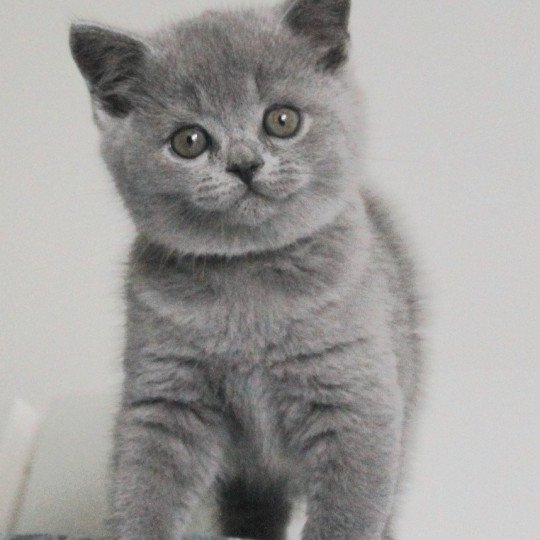 Zazou de la forêt d'elwynn Mâle British Shorthair