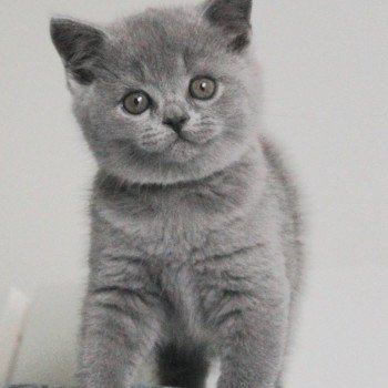 chaton British Shorthair blue Chaton (vert) de la forêt d'Elwynn Chatterie de la forêt d'elwynn