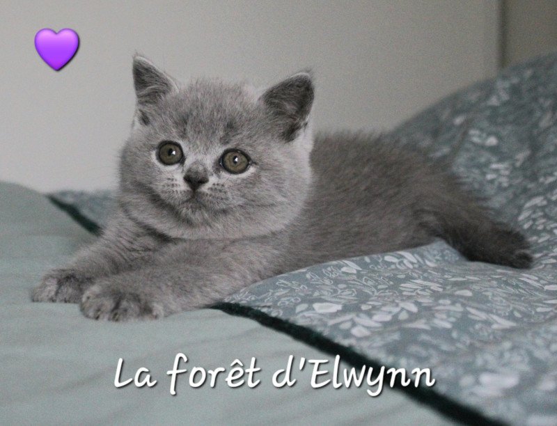 V'Sally Femelle British Shorthair