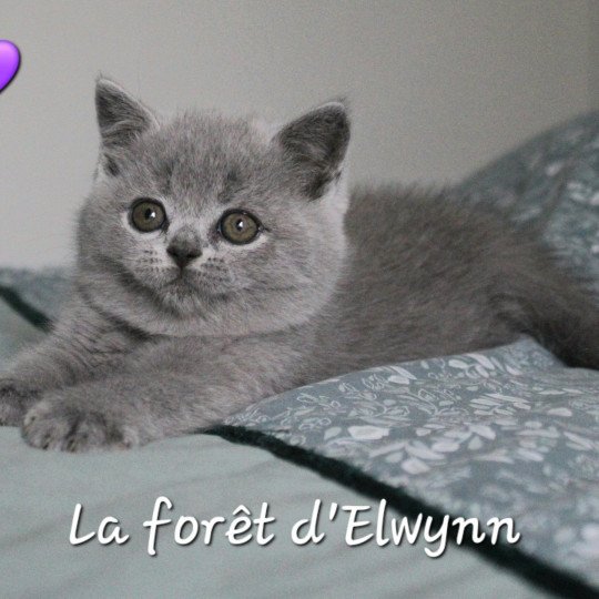 V'Sally Femelle British Shorthair