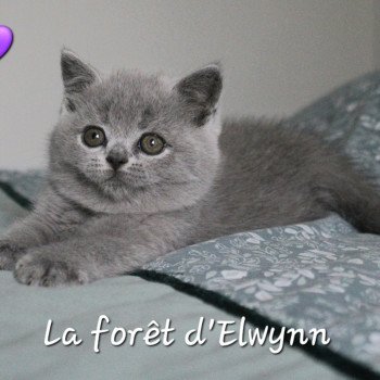chaton British Shorthair blue Chaton (violet) de la forêt d'Elwynn Chatterie de la forêt d'elwynn