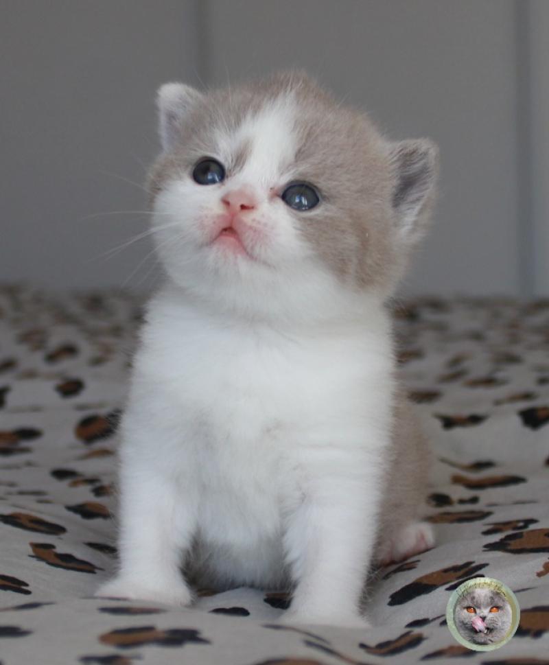 Fille 1 (réservée) Femelle British Shorthair