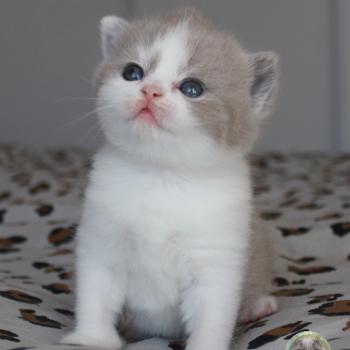 chaton British Shorthair Fille 1 Chatterie de la forêt d'elwynn