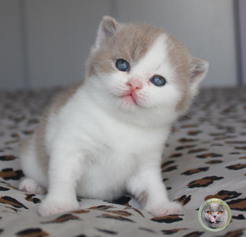 Fille 2 (réservée) Femelle British Shorthair