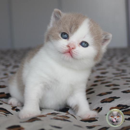 Fille 2 (réservée) Femelle British Shorthair