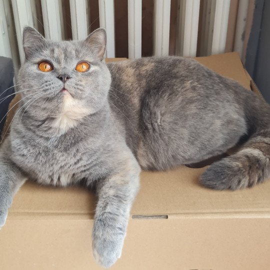 Florida Femelle British Shorthair