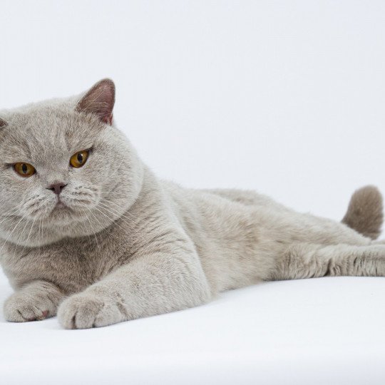 Oscar Mâle British Shorthair