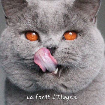chat British Shorthair blue Phantom vom Rainweg Chatterie de la forêt d'elwynn chat British Shorthair blue Phantom vom Rainweg Chatterie de la forêt d'elwynn
