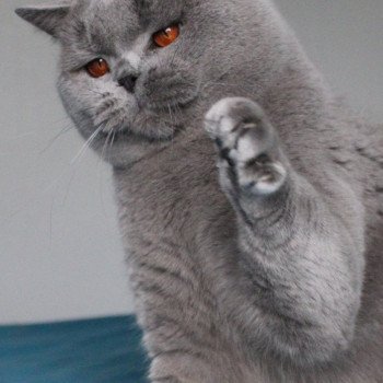 chat British Shorthair blue Phantom vom Rainweg Chatterie de la forêt d'elwynn chat British Shorthair blue Phantom vom Rainweg Chatterie de la forêt d'elwynn