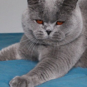 chat British Shorthair blue Phantom vom Rainweg Chatterie de la forêt d'elwynn chat British Shorthair blue Phantom vom Rainweg Chatterie de la forêt d'elwynn