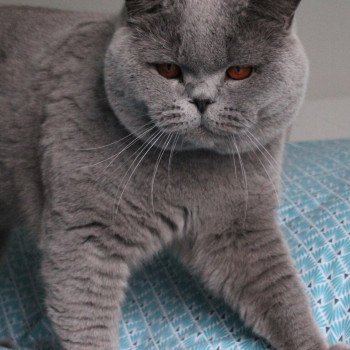 chat British Shorthair blue Phantom vom Rainweg Chatterie de la forêt d'elwynn chat British Shorthair blue Phantom vom Rainweg Chatterie de la forêt d'elwynn