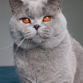 chat British Shorthair blue Phantom vom Rainweg Chatterie de la forêt d'elwynn chat British Shorthair blue Phantom vom Rainweg Chatterie de la forêt d'elwynn