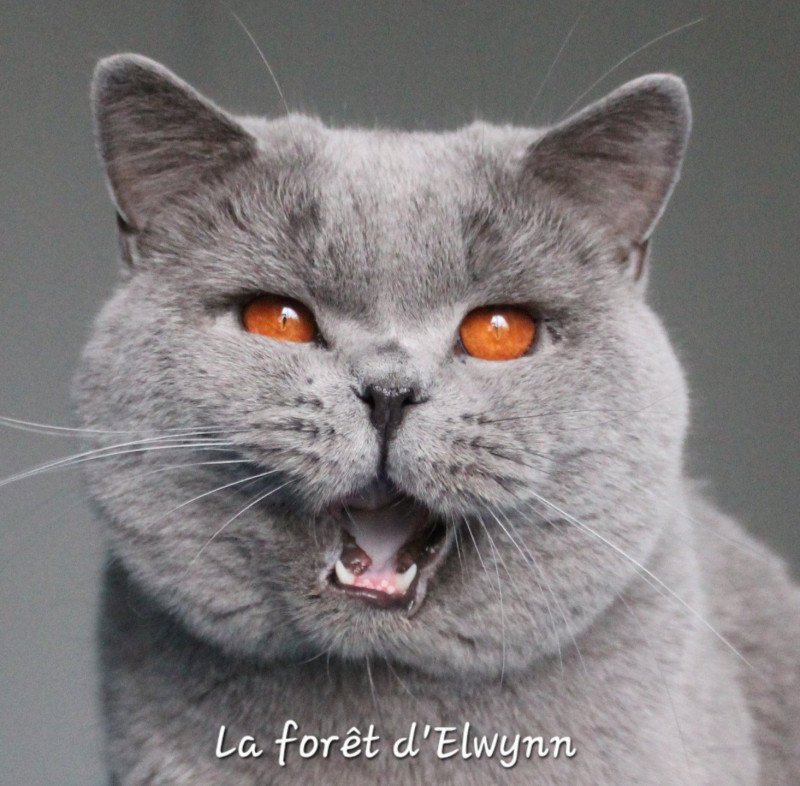 Phantom Mâle British Shorthair Phantom Mâle British Shorthair