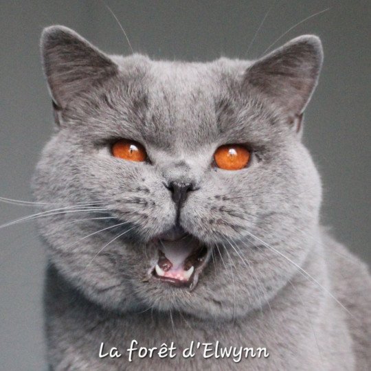 Phantom Mâle British Shorthair