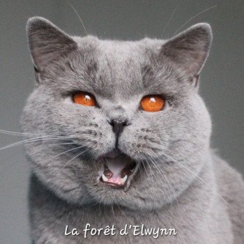 chat British Shorthair blue Phantom vom Rainweg Chatterie de la forêt d'elwynn chat British Shorthair blue Phantom vom Rainweg Chatterie de la forêt d'elwynn