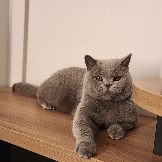Phantom Mâle British Shorthair