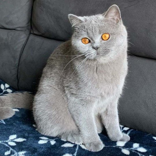 Prune Femelle British Shorthair