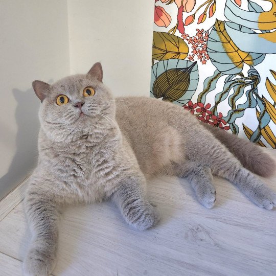 Randy Femelle British Shorthair