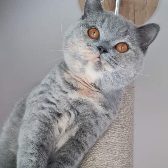 Smarties Pépite Femelle British Shorthair