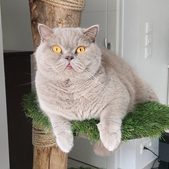Sparrow (mâle adulte à adopter) Mâle British Shorthair