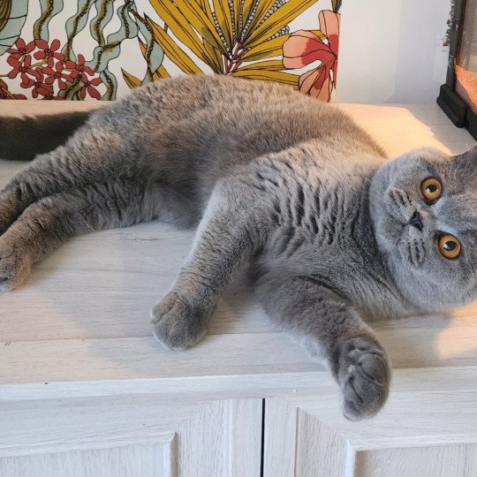 T'cléopâtre Femelle British Shorthair