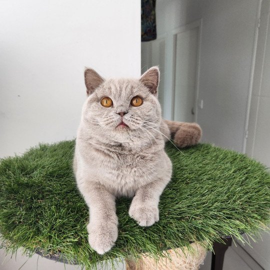 T'néfertiti (jeune adulte retraitée à adopter) Femelle British Shorthair