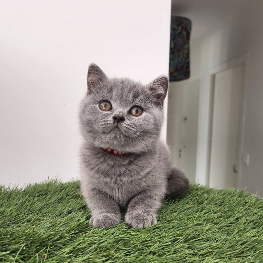 Umma de la forêt d'Elwynn Femelle British Shorthair