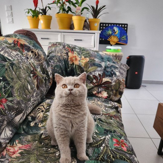 U'bibidi bobidi bou Femelle British Shorthair