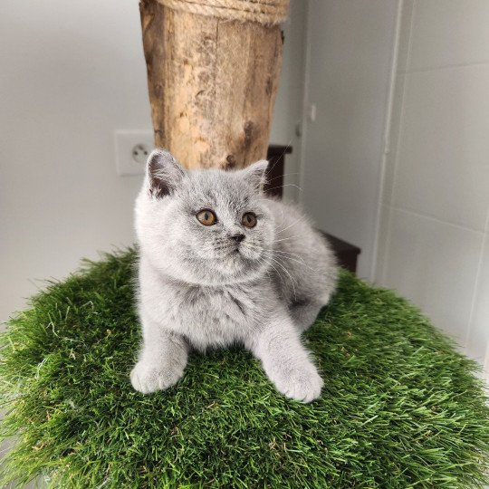 Ugo de la forêt d'elwynn Mâle British Shorthair