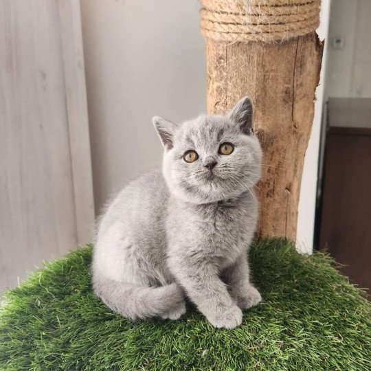 U'churchill de la forêt d'Elwynn Mâle British Shorthair