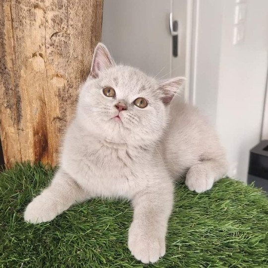 Umberto de la forêt d'Elwynn Mâle British Shorthair