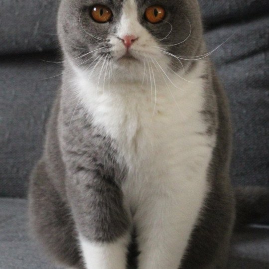 Javotte Femelle British Shorthair