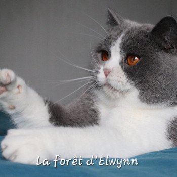 chat British Shorthair blue & blanc U'javotte du val de Breizh Chatterie de la forêt d'elwynn chat British Shorthair blue & blanc U'javotte du val de Breizh Chatterie de la forêt d'elwynn