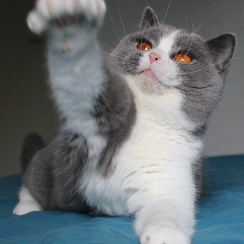 chat British Shorthair blue & blanc U'javotte du val de Breizh Chatterie de la forêt d'elwynn chat British Shorthair blue & blanc U'javotte du val de Breizh Chatterie de la forêt d'elwynn