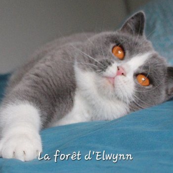 chat British Shorthair blue & blanc U'javotte du val de Breizh Chatterie de la forêt d'elwynn chat British Shorthair blue & blanc U'javotte du val de Breizh Chatterie de la forêt d'elwynn