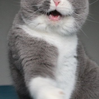 chat British Shorthair blue & blanc U'javotte du val de Breizh Chatterie de la forêt d'elwynn chat British Shorthair blue & blanc U'javotte du val de Breizh Chatterie de la forêt d'elwynn