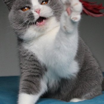 chat British Shorthair blue & blanc U'javotte du val de Breizh Chatterie de la forêt d'elwynn chat British Shorthair blue & blanc U'javotte du val de Breizh Chatterie de la forêt d'elwynn