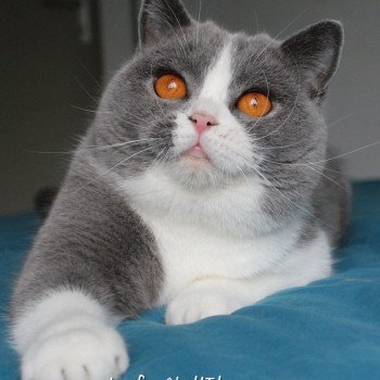 chat British Shorthair blue & blanc U'javotte du val de Breizh Chatterie de la forêt d'elwynn chat British Shorthair blue & blanc U'javotte du val de Breizh Chatterie de la forêt d'elwynn